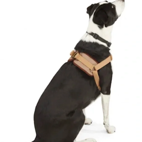 L/XL) Reddy Dog Walking Kit w/Harness, Leash and